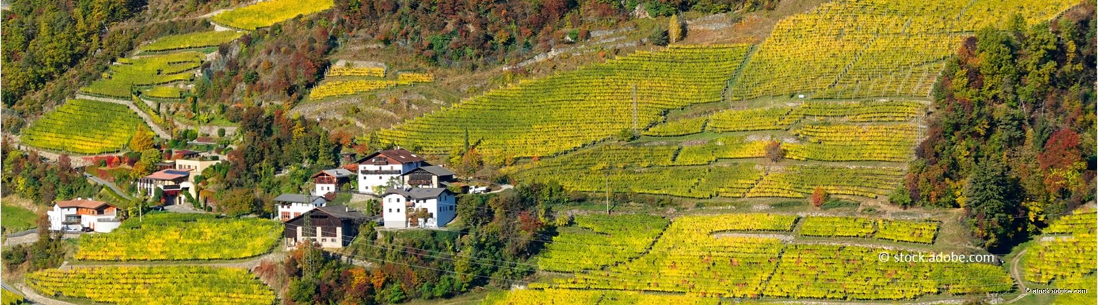 Weinanbau beim Brenner Pass 